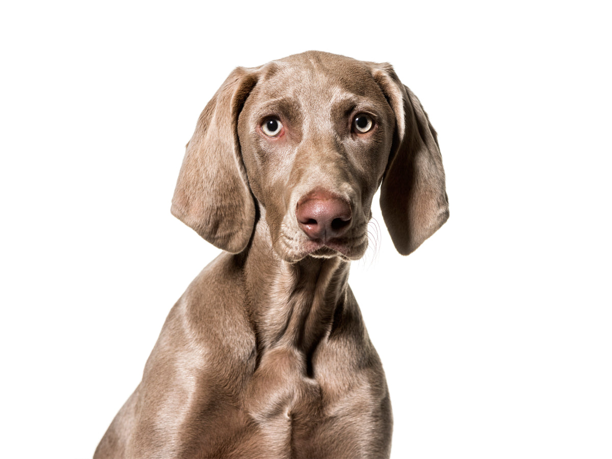 Shop for Dogs